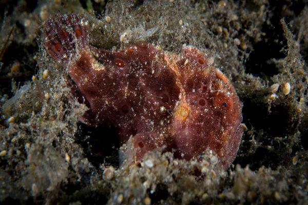Baby Ocellated Frogfish